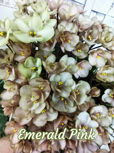 Emerald Pink (LLG/Sorano)