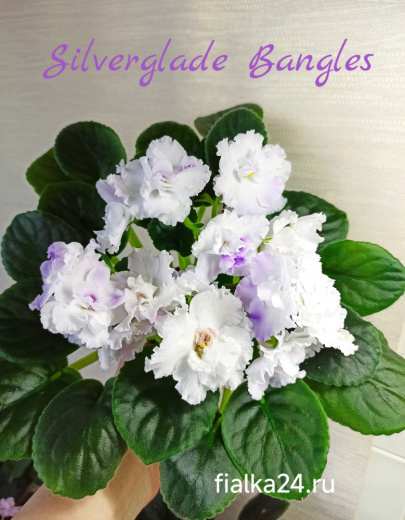 Silverglade Bangles (Harrison)