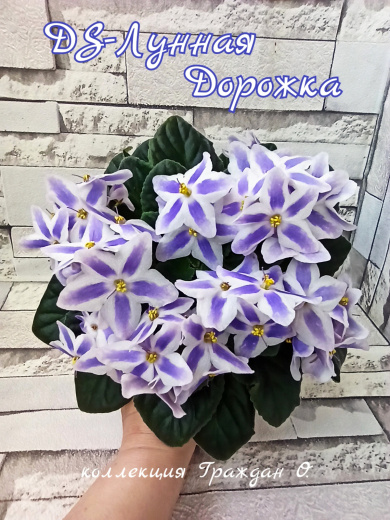 DS-Лунная дорожка