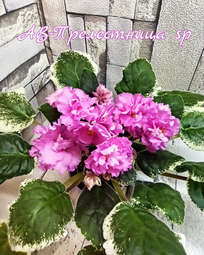 АВ-Прелестница sp