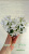 Lunar Lily White (Dates)