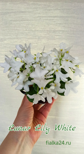 Lunar Lily White (Dates)