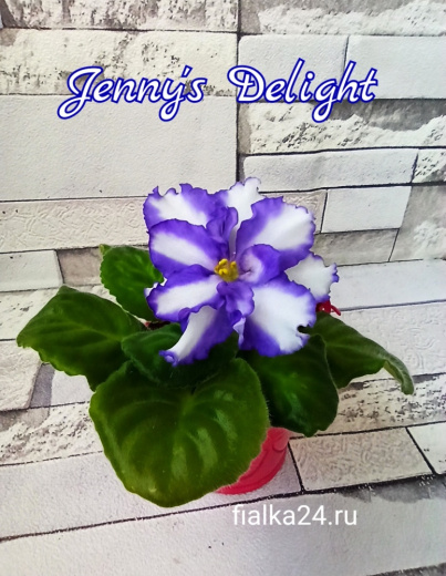 Jenny's Delight (K.Volling)