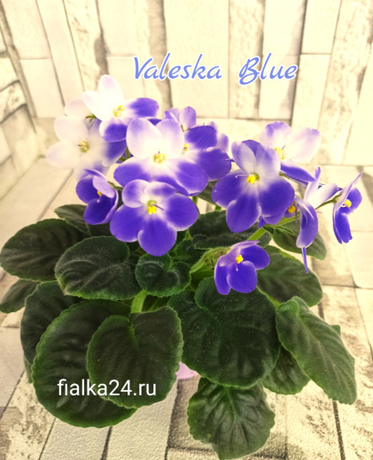 Valeska Blue (Fischer)