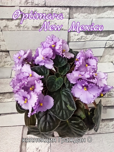 Optimara New Mexico (Holtkamp)