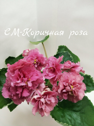 СМ-Коричная роза