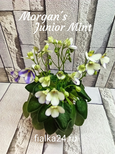 Morgan's Junior Mint (Eros)