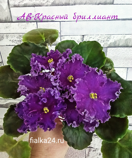 АВ-Красный Бриллиант
