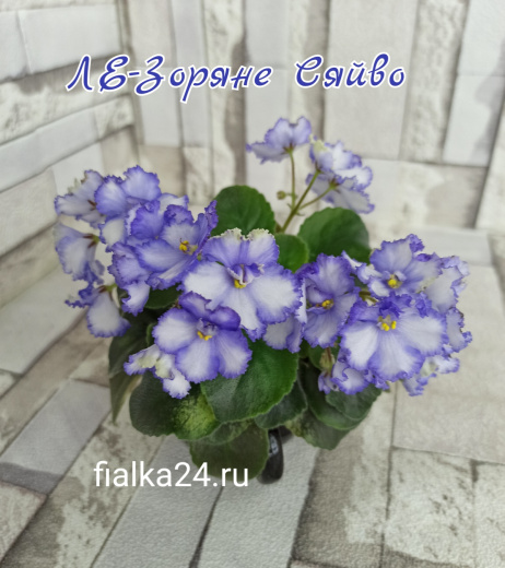 ЛЕ-Зоряне Сяйво