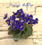 Indigo Ruffles (Harrington)