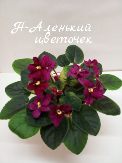 Н-Аленький цветочек