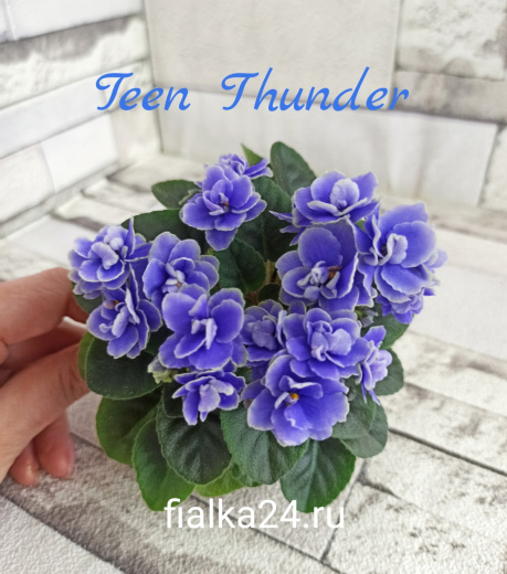 Teen Thunder (Pittman)
