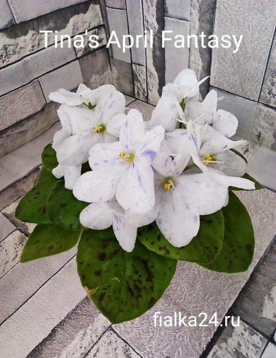 Tina's April Fantasy (Elfstrom)