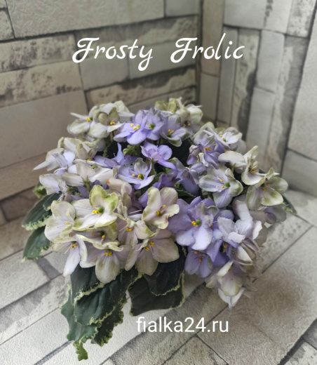 Frosty Frolic (Lyon)