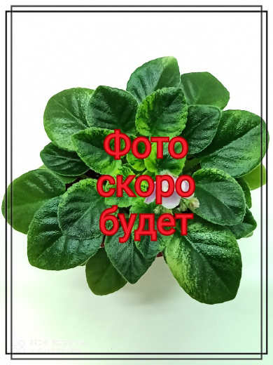 АВ-Желтая Роза