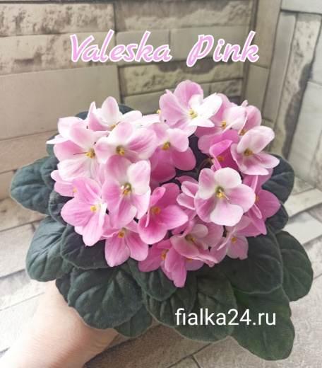 Valeska Pink (Fischer)