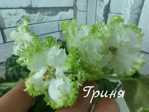 Гриня (Дадоян)