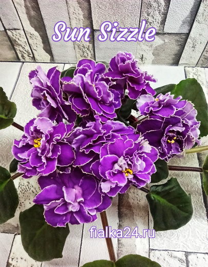 Sun Sizzle (Sorano)