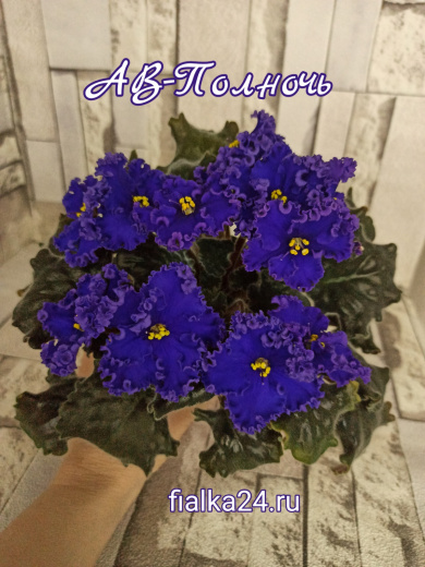 АВ-Полночь