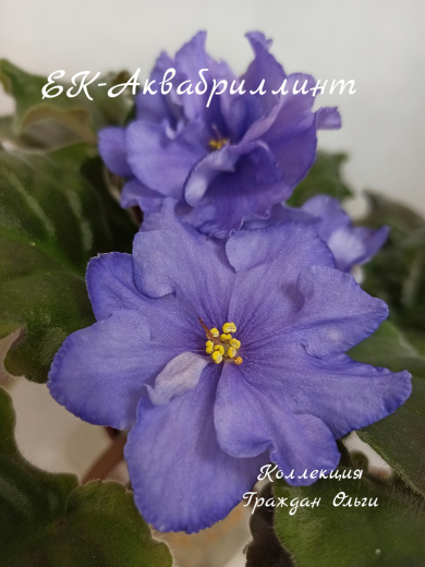 ЕК-Аквабриллиант 