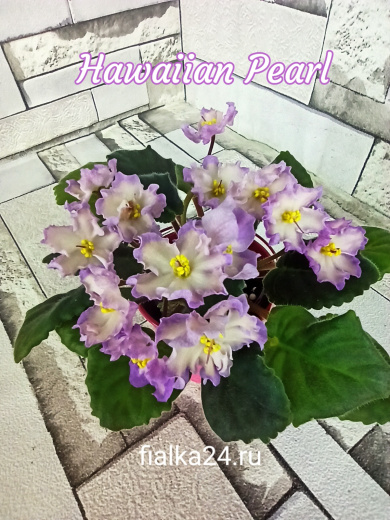 Hawaiian Pearl (Sorano)