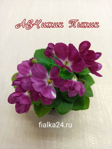 АВ-Чижик Пыжик