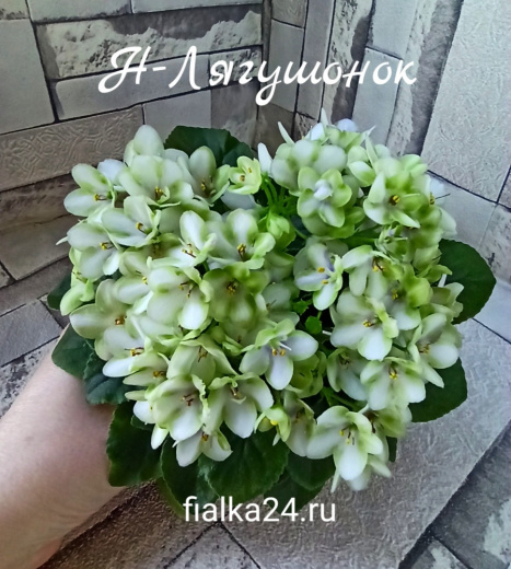 Н-Лягушонок