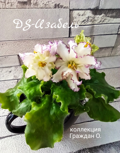DS-Изабель