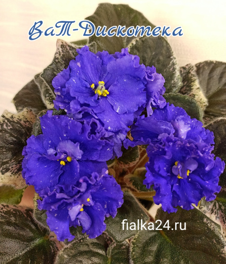 ВаТ-Дискотека