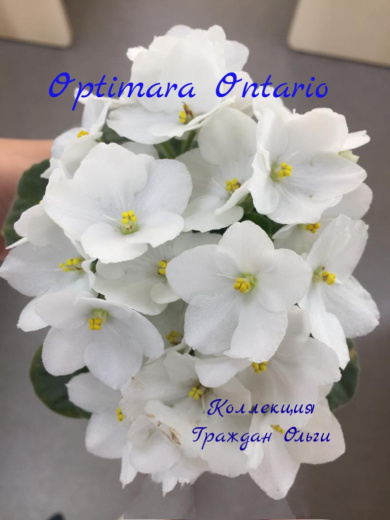 Optimara Ontario (Holtkamp)