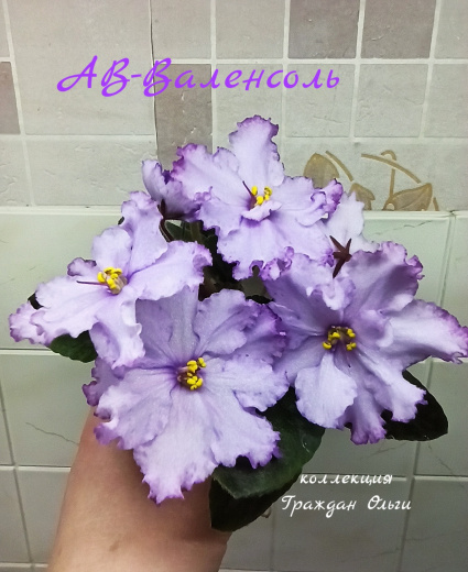 АВ-Валенсоль