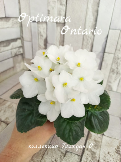Optimara Ontario (Holtkamp)