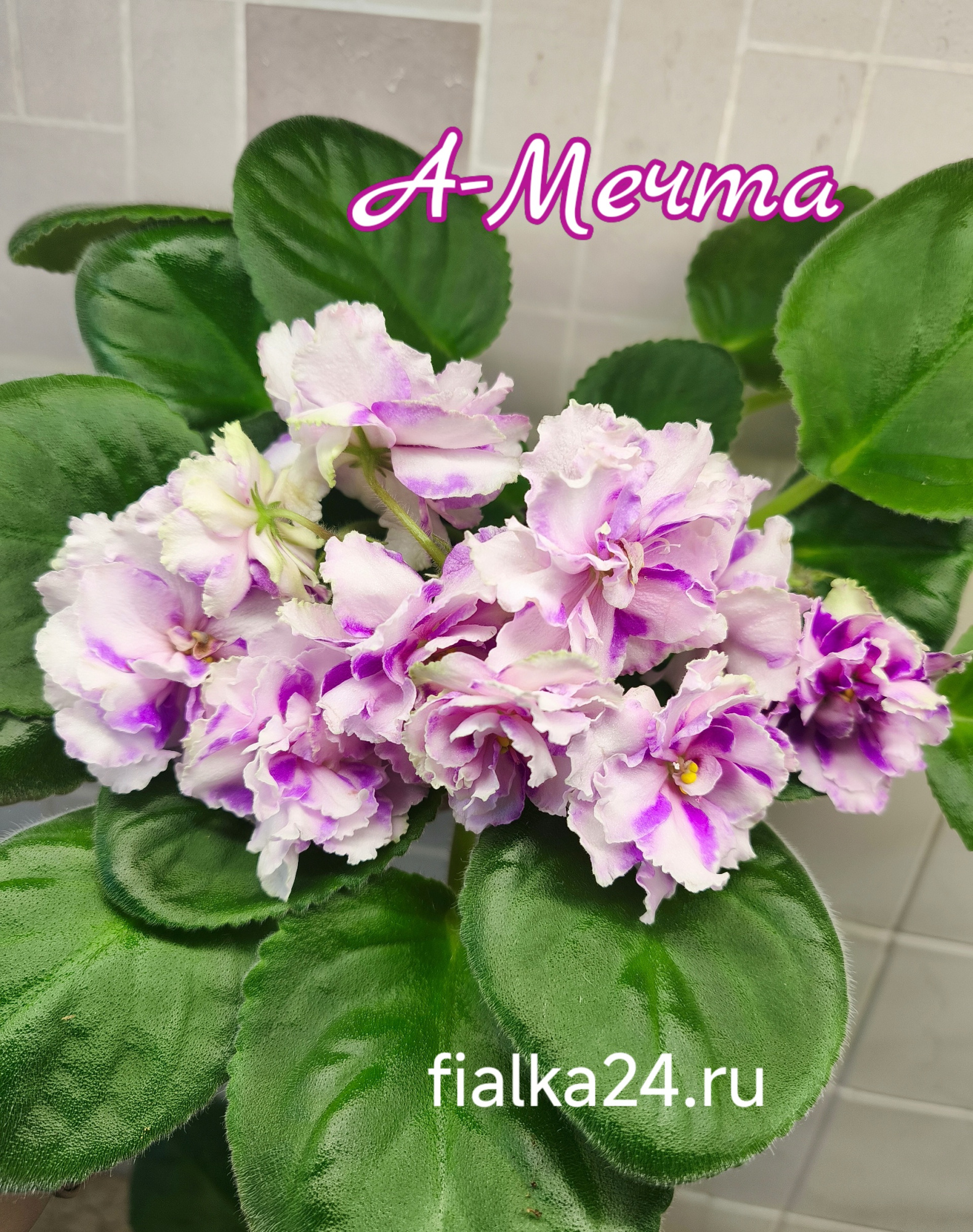 А-Мечта (А.Кошкарева)