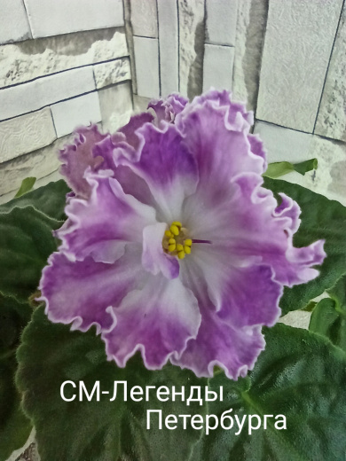СМ-Легенды Петербурга