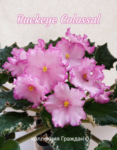 Buckeye Colossal (Hancock)