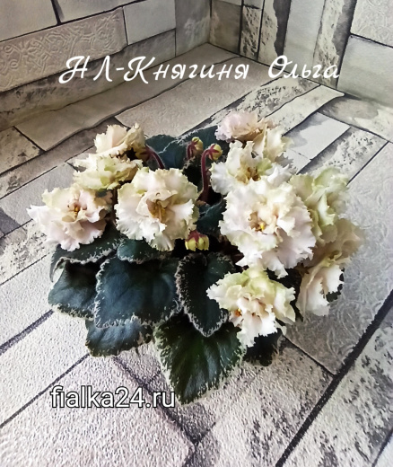 НЛ-Княгиня Ольга (Лютая)