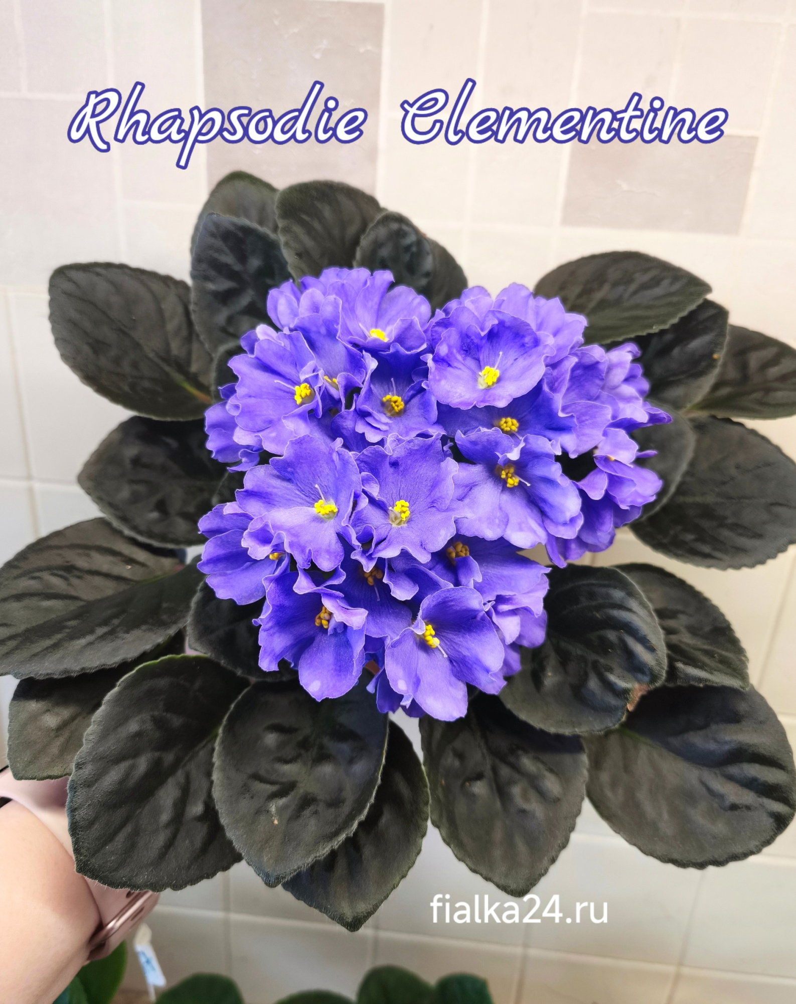 Optimara Rhapsodie Clementine (Holtkamp)