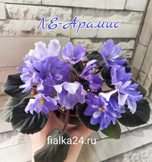 ЛЕ-Арамис