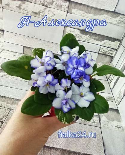 Н-Александра