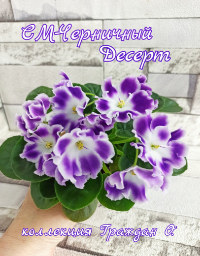 СМ-Черничный Десерт