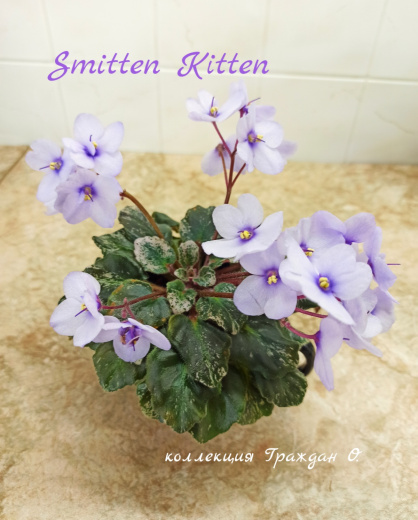 Smitten Kitten (Sorano)