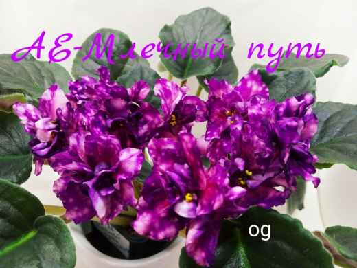 АЕ-Млечный путь