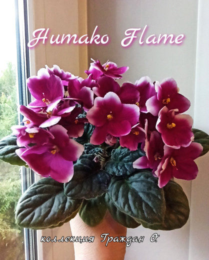 Humako Flame