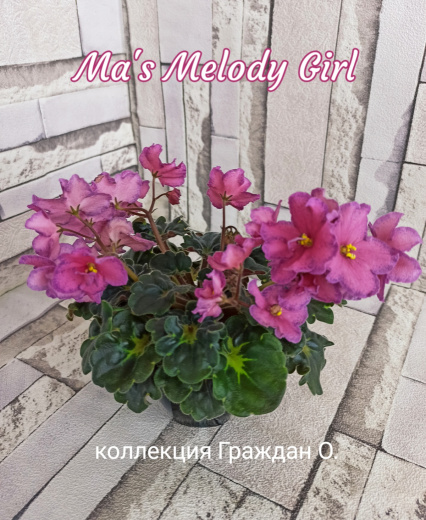 Ma’s Melody Girl (Robinson)