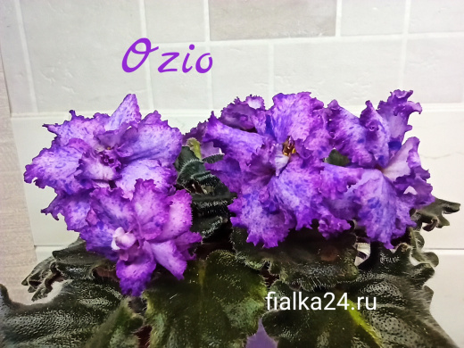 Ozio (Foster B.)