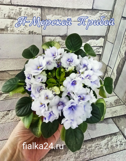 Н-Морской Прибой