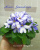 Alan's Snowdrops (Marphy)
