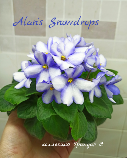 Alan's Snowdrops (Marphy)