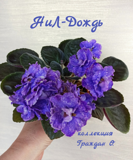 НиЛ-Дождь