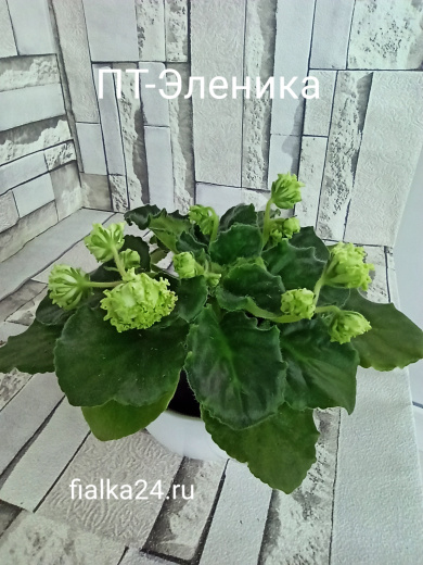 ПТ-Эленика